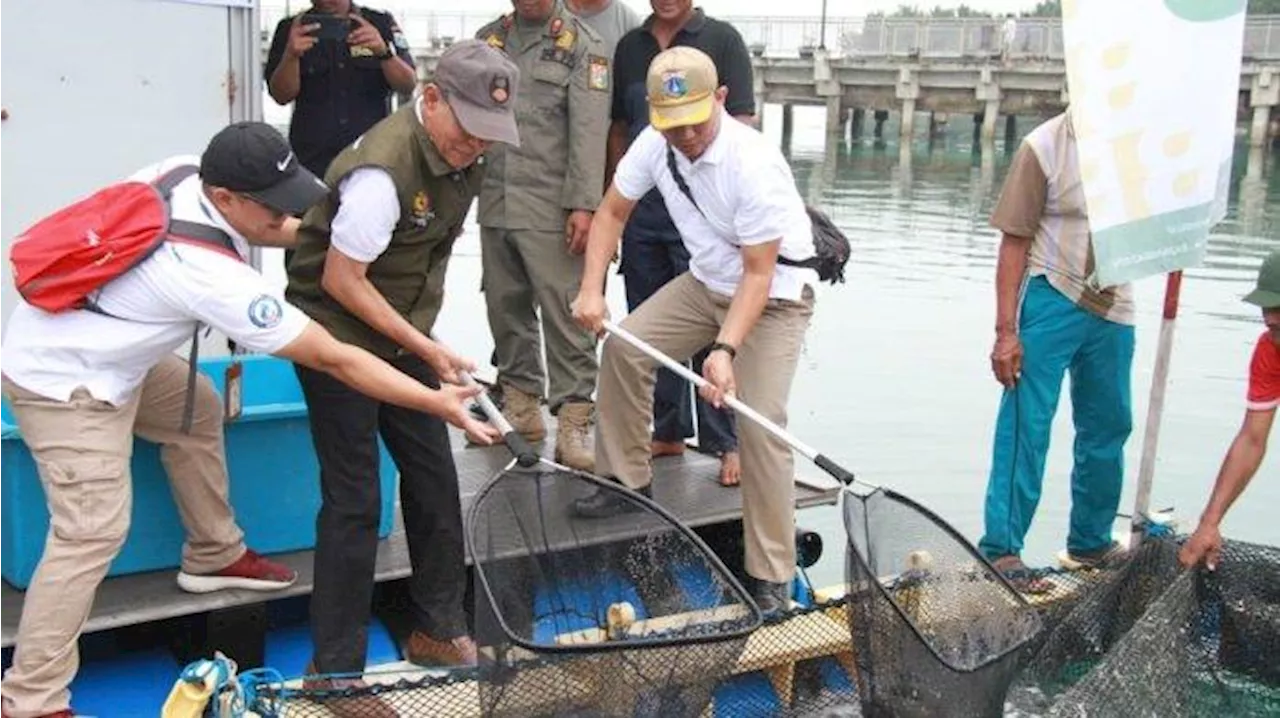 Baznas Bazis DKI Gelar Panen Perdana 500 kg Ikan Kerapu Cantang di Kepulauan Seribu