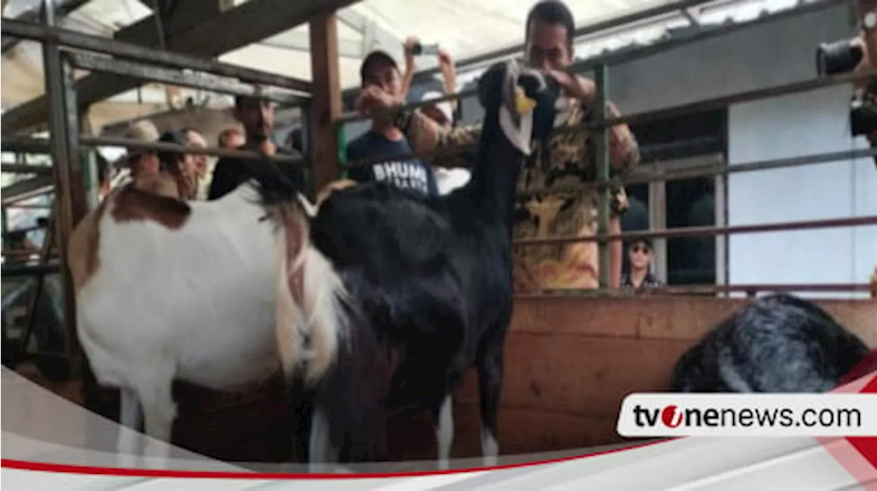 Dorong Produksi Kambing Perah Nasional, Mentan Andi Amran Sulaiman Ungkap Langkah Pemerintah: Cetak Peternak, Stop Impor