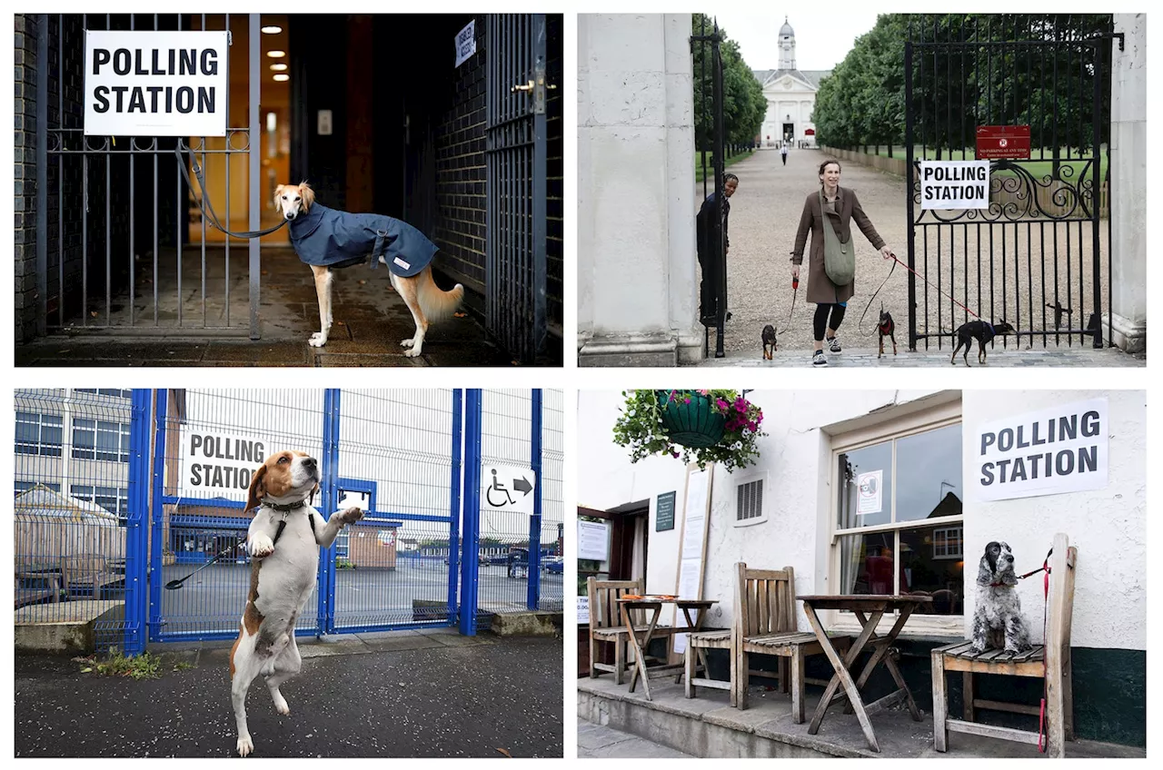 It’s U.K. election day: A trash can is running, and dogs are everywhere