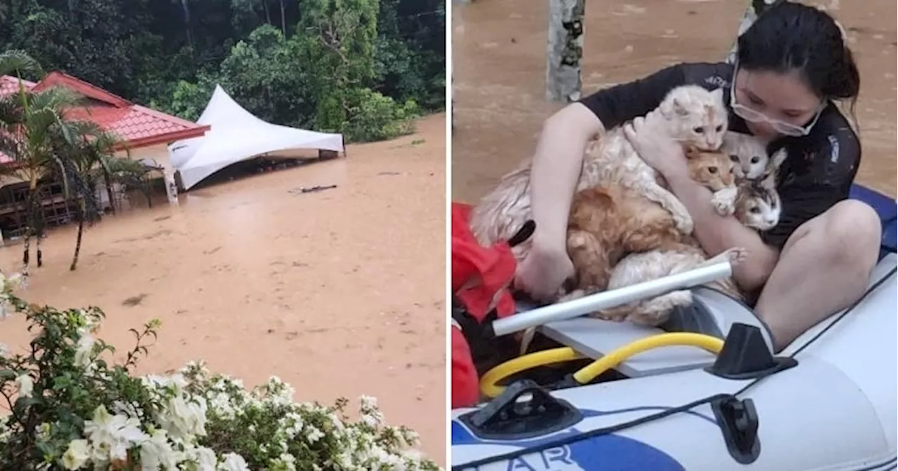 M'sian Goes Above & Beyond to Save Stranded Cats as Penampang Suffers Its Worst Ever Flood