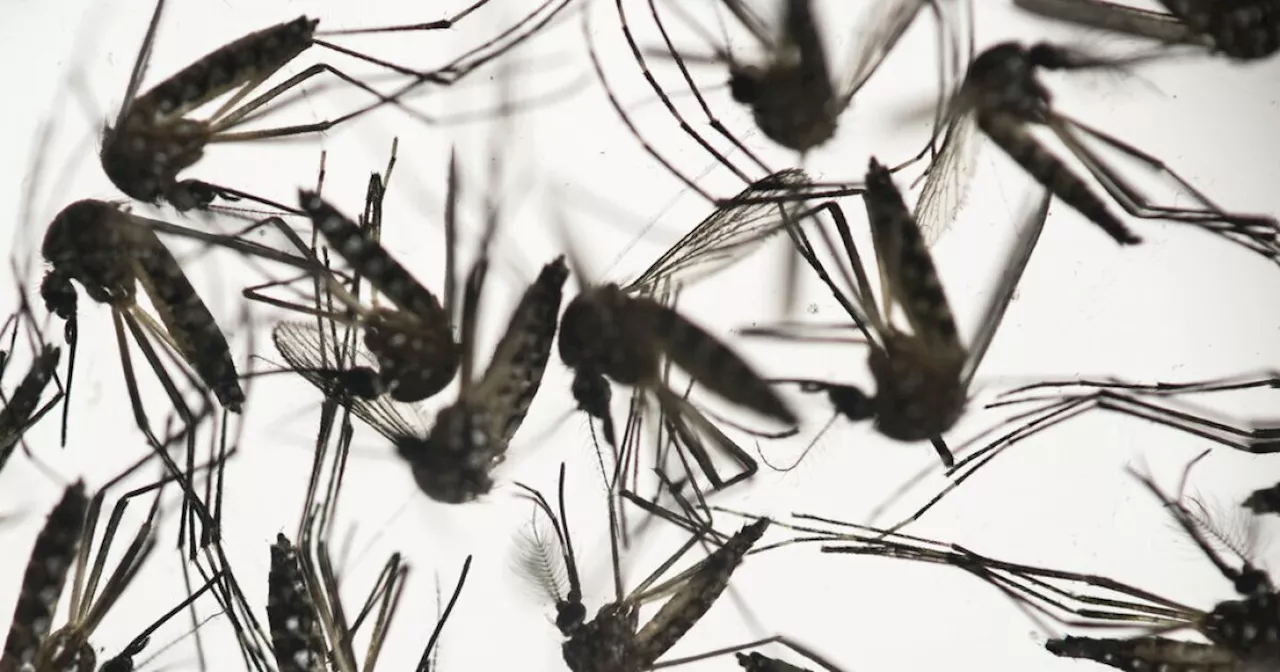 California's Bay Area reports first West Nile virus death in nearly 20 years