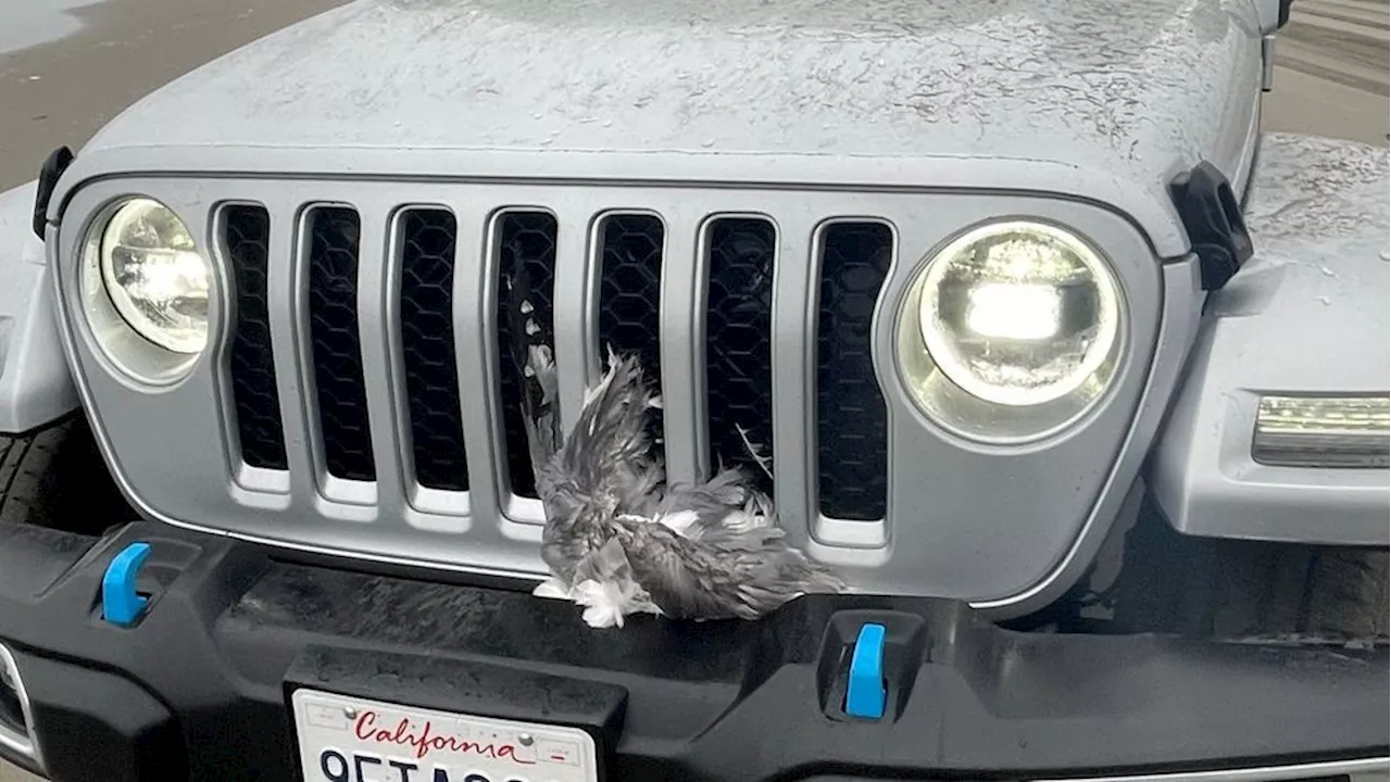 Driver intentionally runs over, kills flock of seagulls on Washington beach