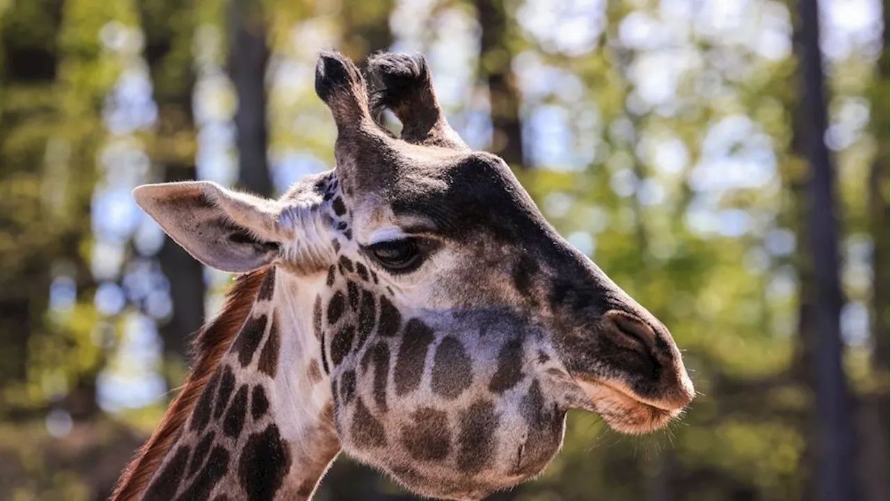 Seneca Park Zoo giraffe euthanized after battling cancer in jaw