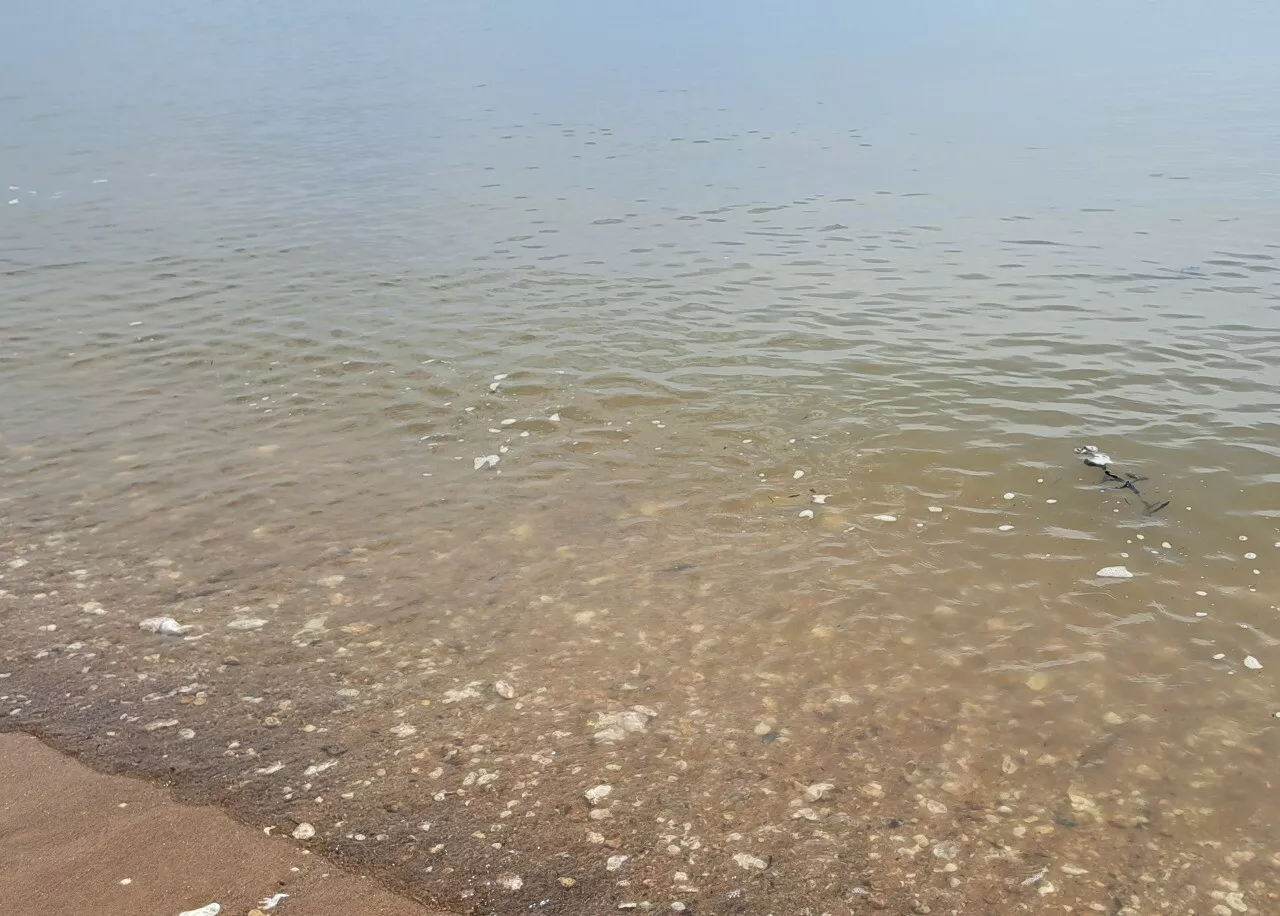 Eau marron sur des plages de Loire-Atlantique : faut-il s'en inquiéter ?