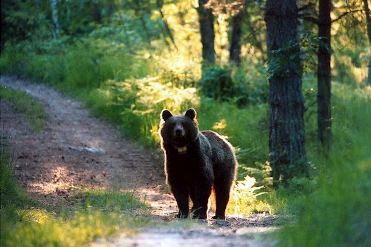 Fugatti firma il decreto: uccisa l'orsa Kj1. 'Era pericolosa'. La protesta degli animalisti