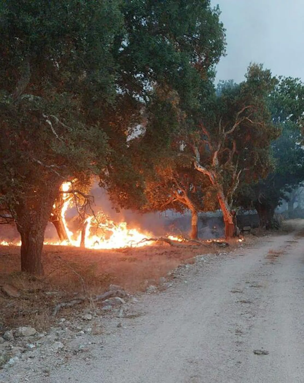 Incendio Nuorese, rabbia allevatori 'aziende difese con frasche'