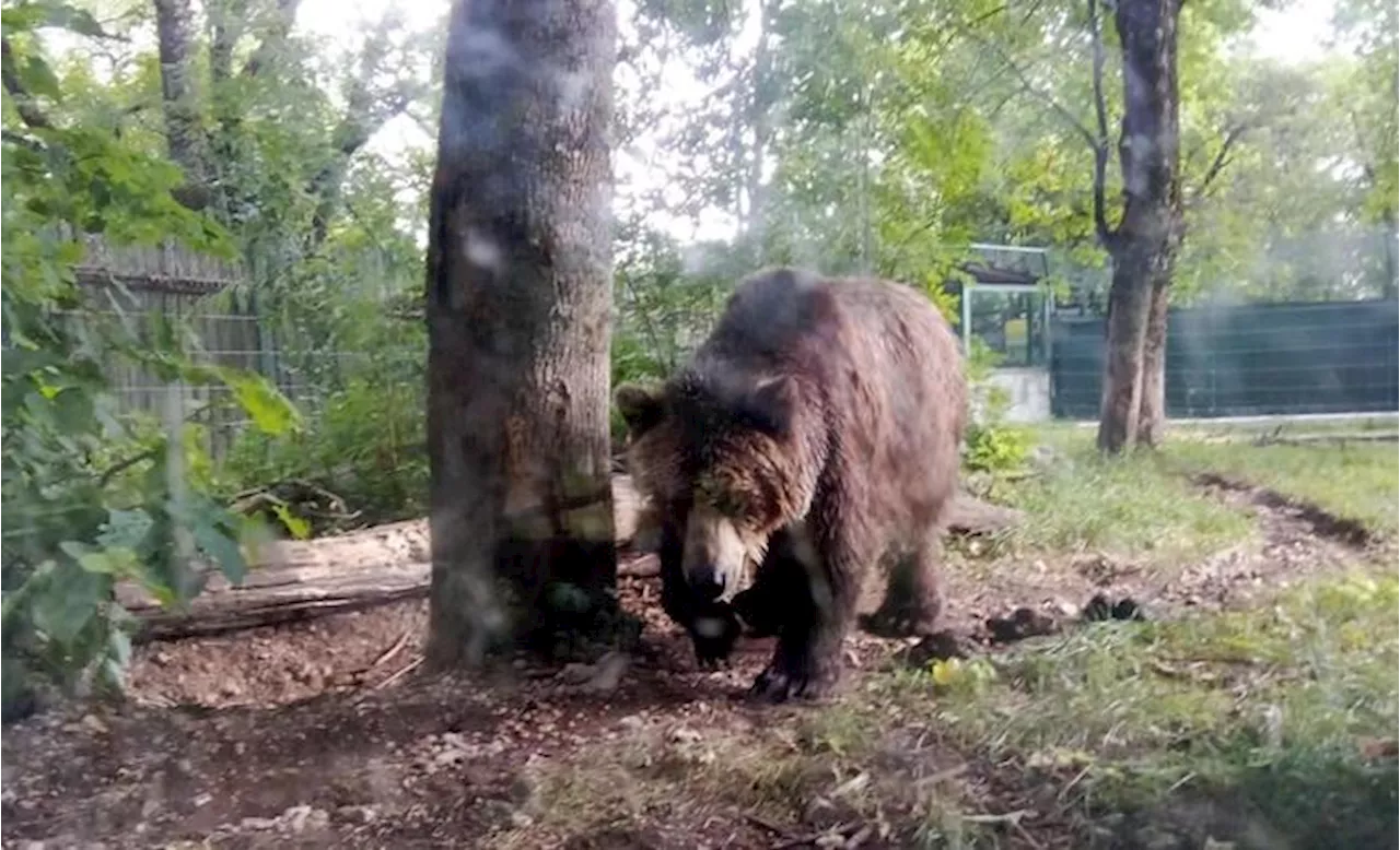 L'esperto: 'I cuccioli dell'orsa Kj1 hanno buone possibilità di sopravvivere'