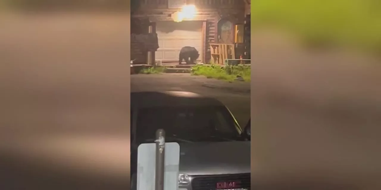 Black bear caught on camera opening garage door in Whittier