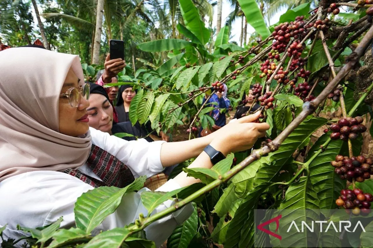 Tim Kemenkumham uji indikasi geografis kopi robusta Banyuwangi