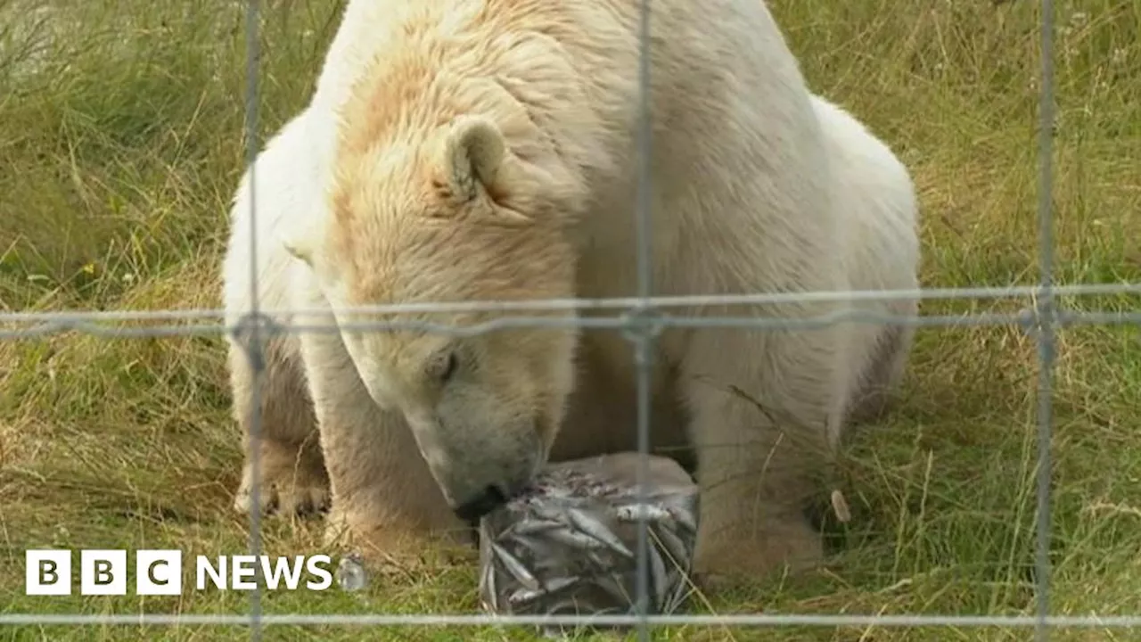 Ice blocks for Peak Wildlife Park's polar bears in hot weather
