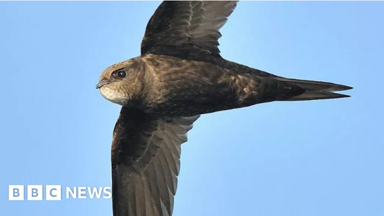 Clevedon Swifts: Community group calls for more nesting boxes