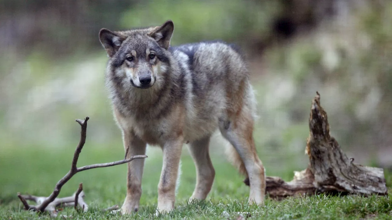 1000 euros par loup tué en Haute-Vienne: colère de plusieurs associations environnementales