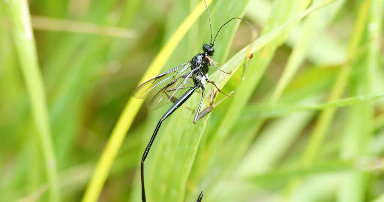 Parasitic wasp native to Ontario uses scorpion-like tail for something horrifying