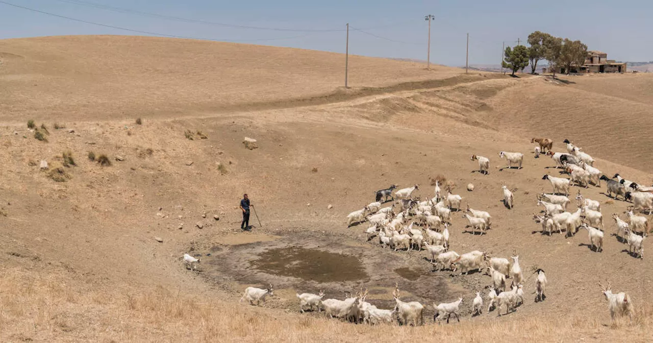 La Sicile à genou face à la sécheresse : “On embarque des bêtes pour l’abattoir”