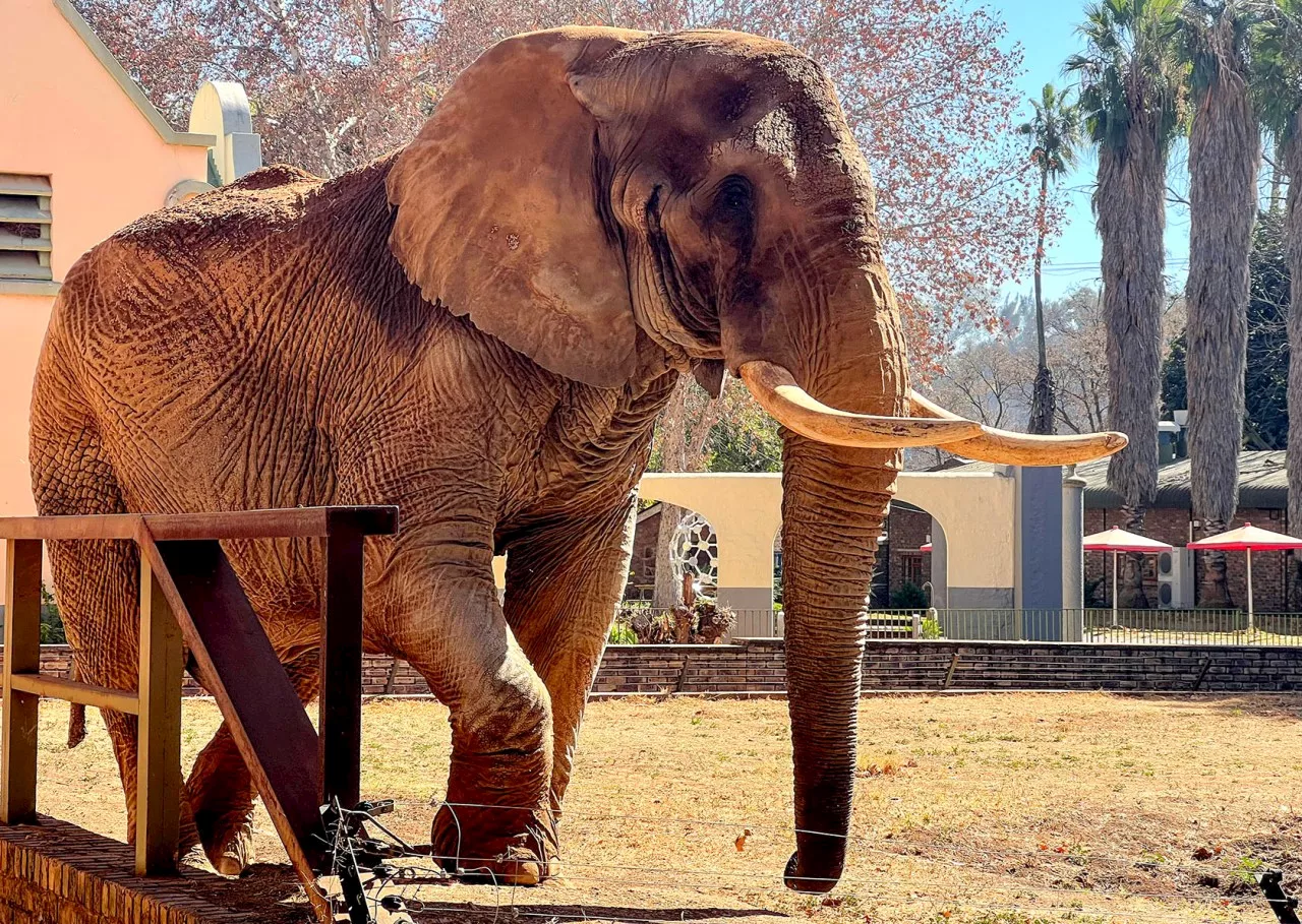 Bored and unstimulated, Charlie the lonely Pretoria zoo elephant to be set free at last