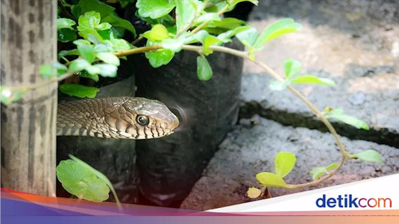 Waspada! Ini Titik-titik yang Rawan Jadi Tempat Ular Masuk Rumah