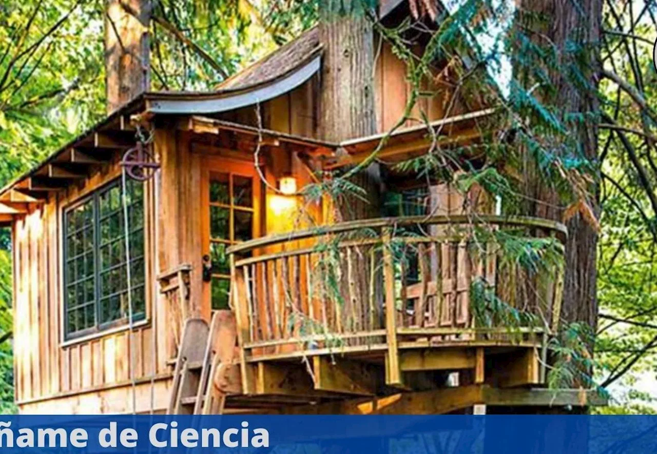 Aprende a construir tu propia casa en un árbol con este curso en línea y GRATUITO