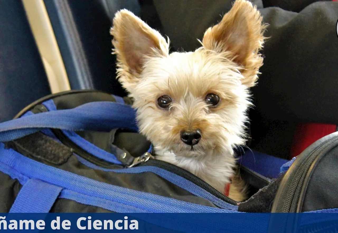 ¿Cuáles son los documentos que necesito para viajar con mi mascota a los Estados Unidos?