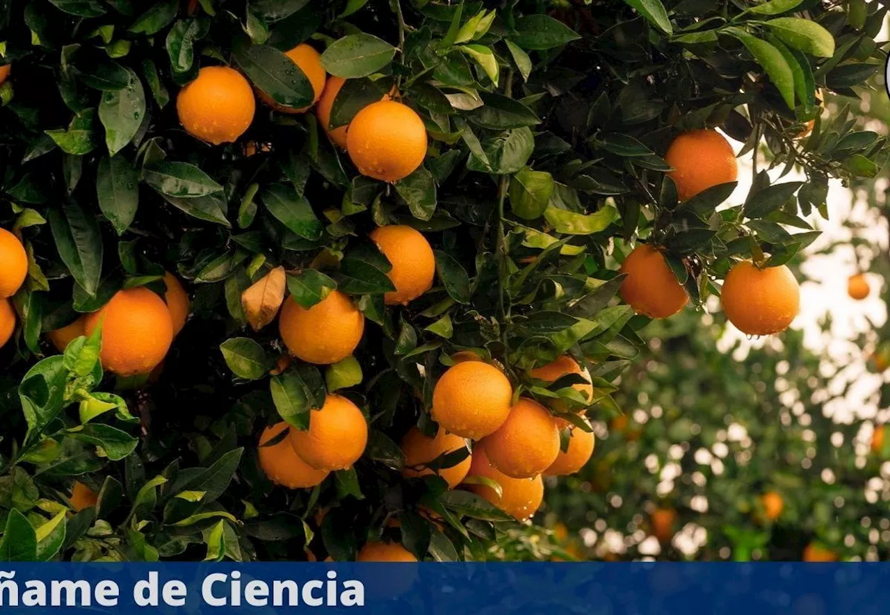 El producto de cocina que es oro puro para que tu árbol de naranjo dé grandes y abundantes frutos