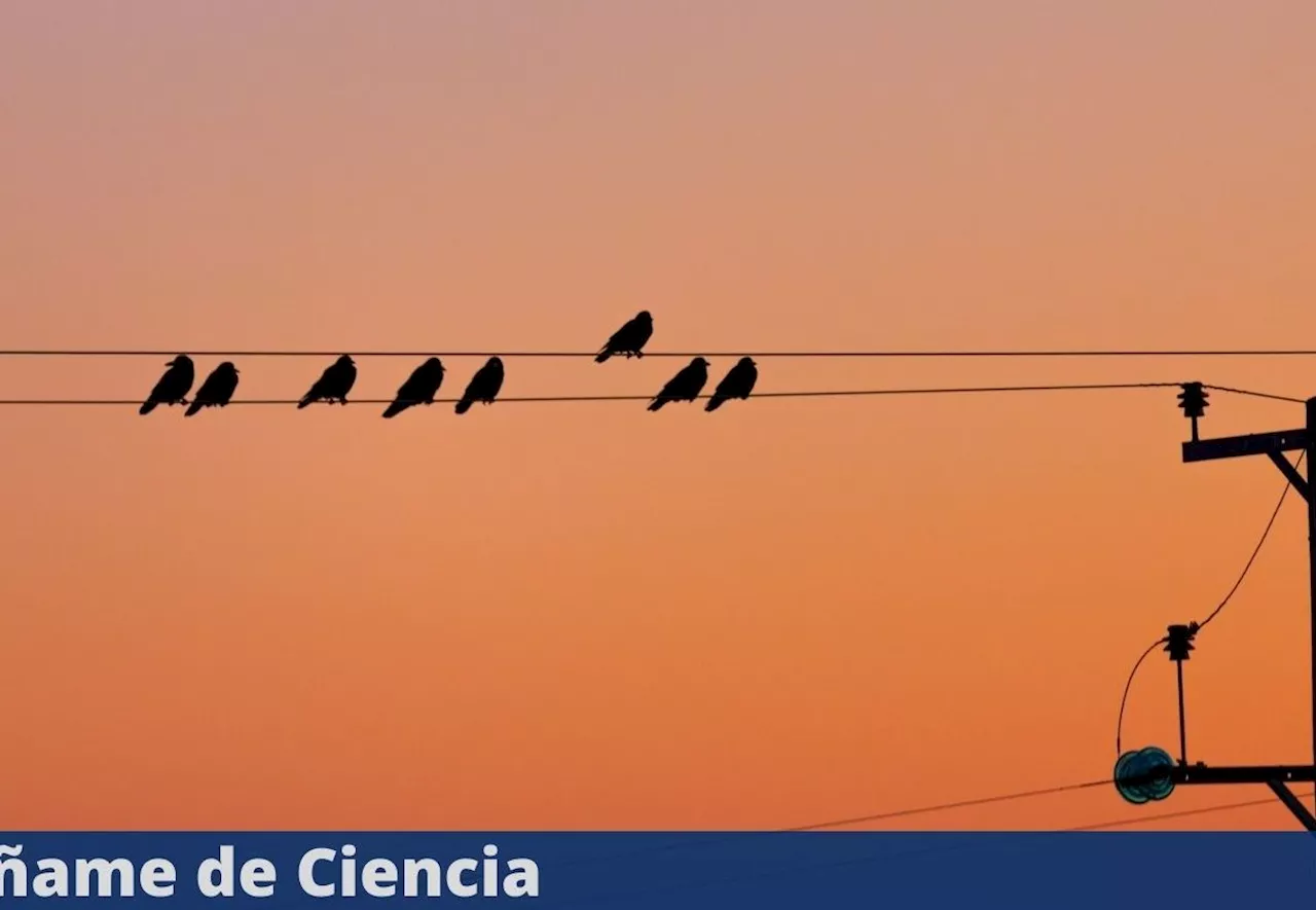 El sorprendente motivo por el cuál los pájaros no se electrocutan al pararse sobre los cables de alta tensión