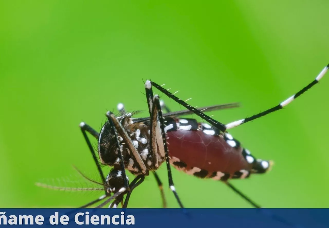 El trucazo infalible para ahuyentar a los mosquitos de tu casa