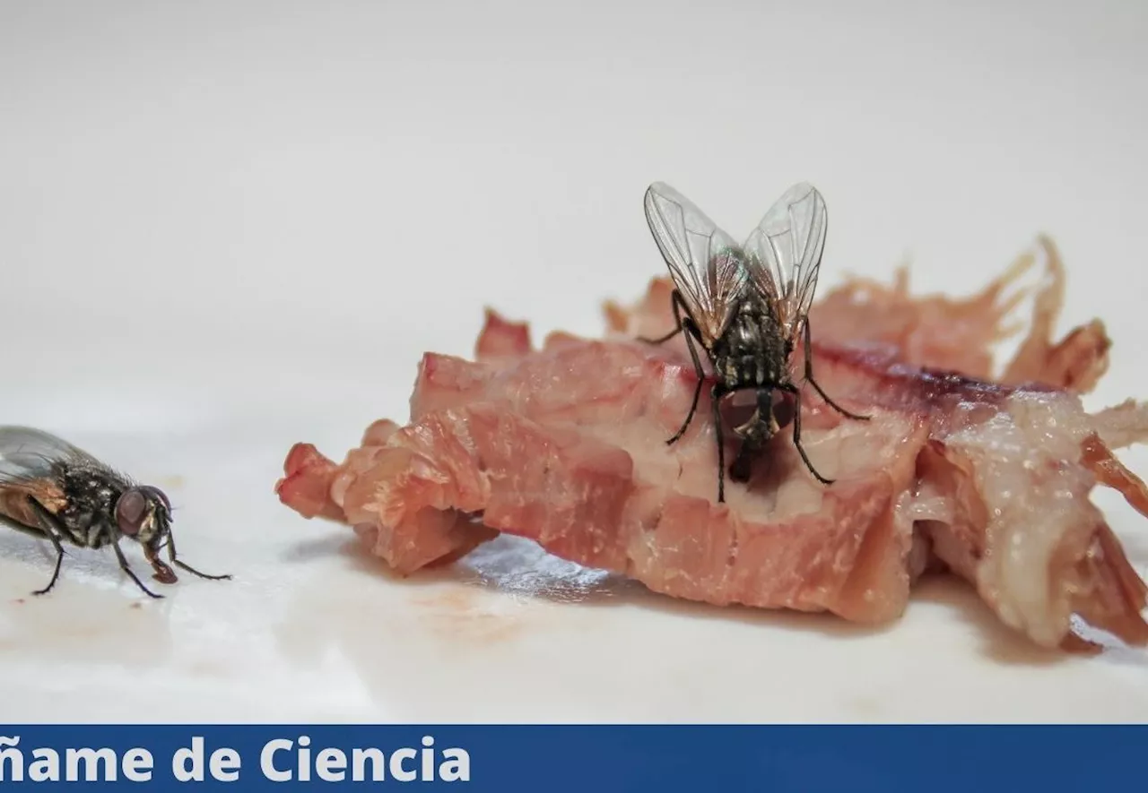 Elimina a las moscas de tu casa, con el insecticida más barato del mercado