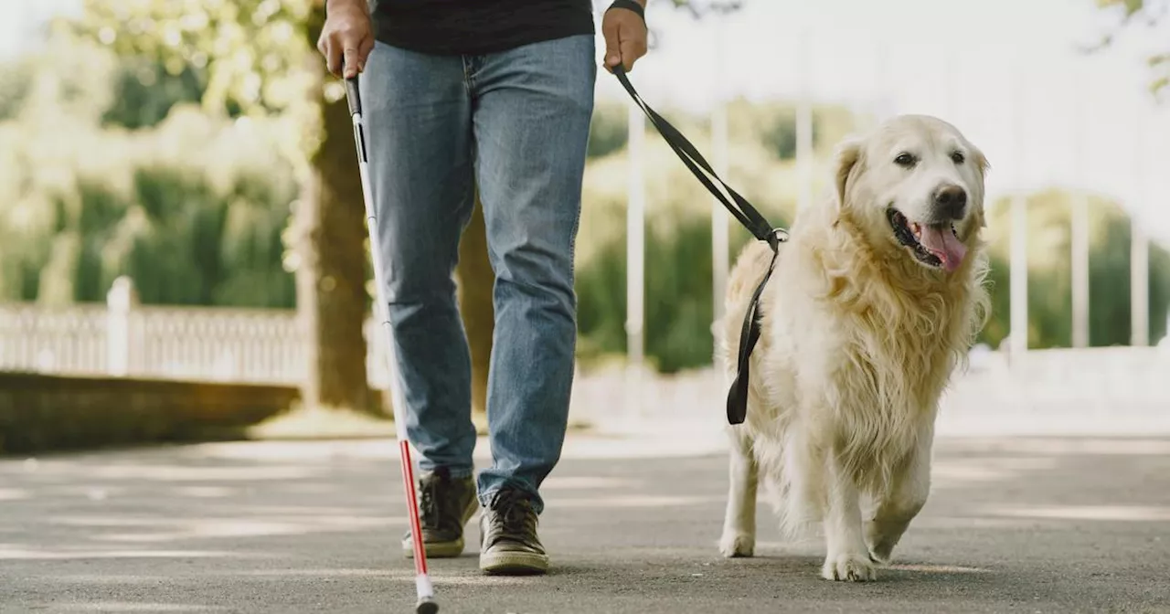 SA Guide-Dogs Association sues Uber for leaving blind passengers stranded