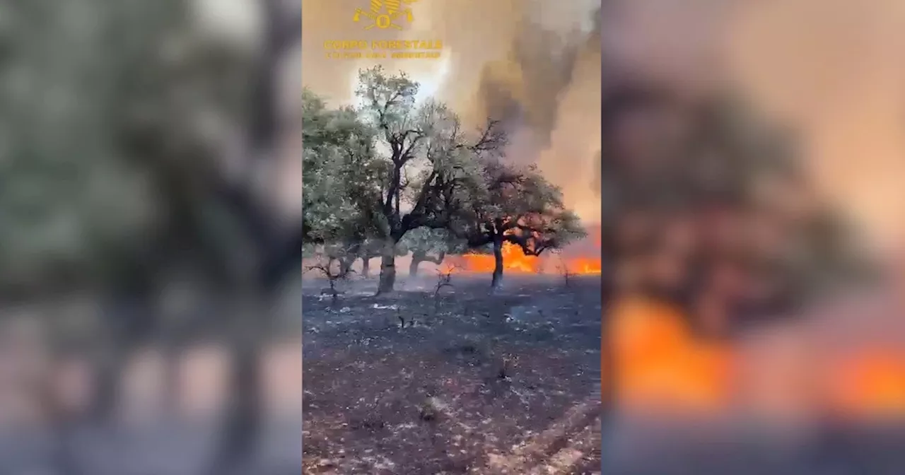 Spento vasto incendio nel Nuorese, le fiamme hanno divorato più di 800 ettari di bosco