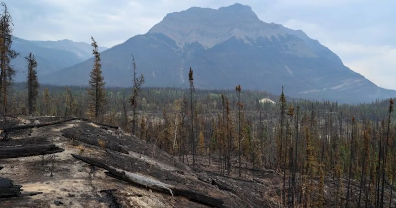 Jasper wildfire: Parks Canada says sprinkler system set up along townsite’s fireguard