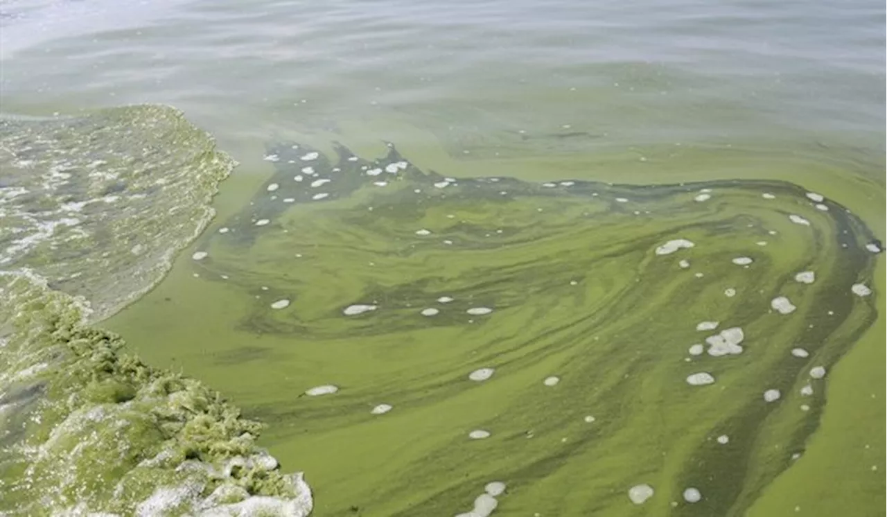 Saskatchewan lakes a hot spot for toxic algae