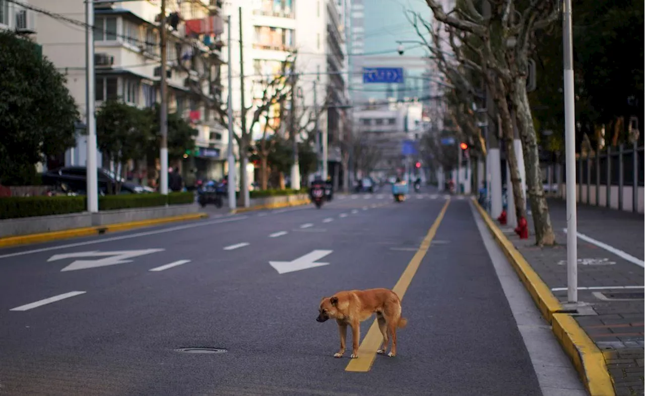 Turkish stray dog law sparks opposition anger