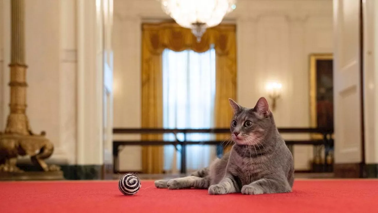 Karpet Merah untuk Kucing-kucing “Ningrat”