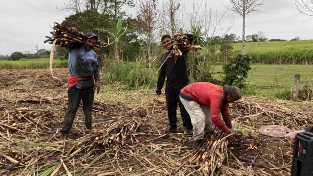 Desarrollan tipos de caña de azúcar