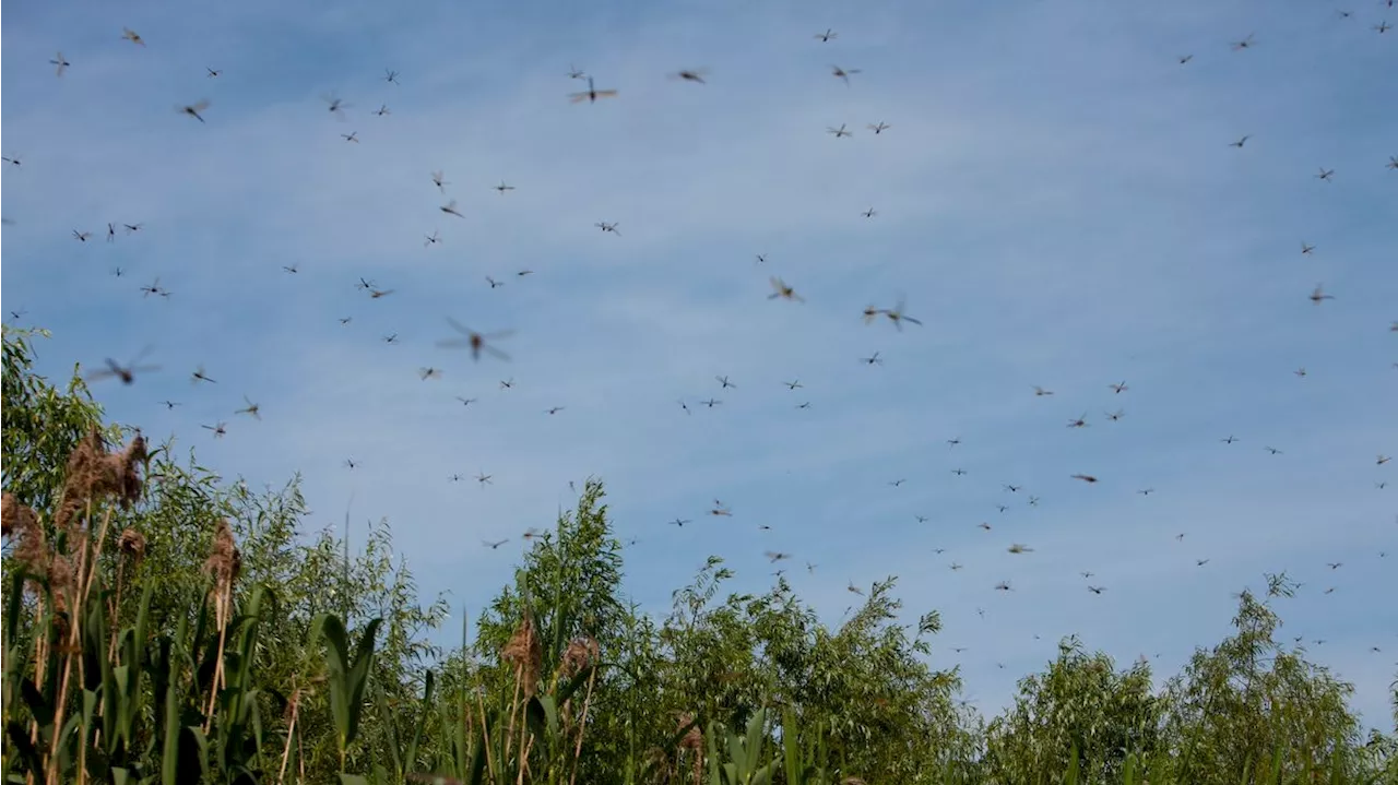 Tierische Invasion - Libellenschwarm legt ganzen Strand lahm