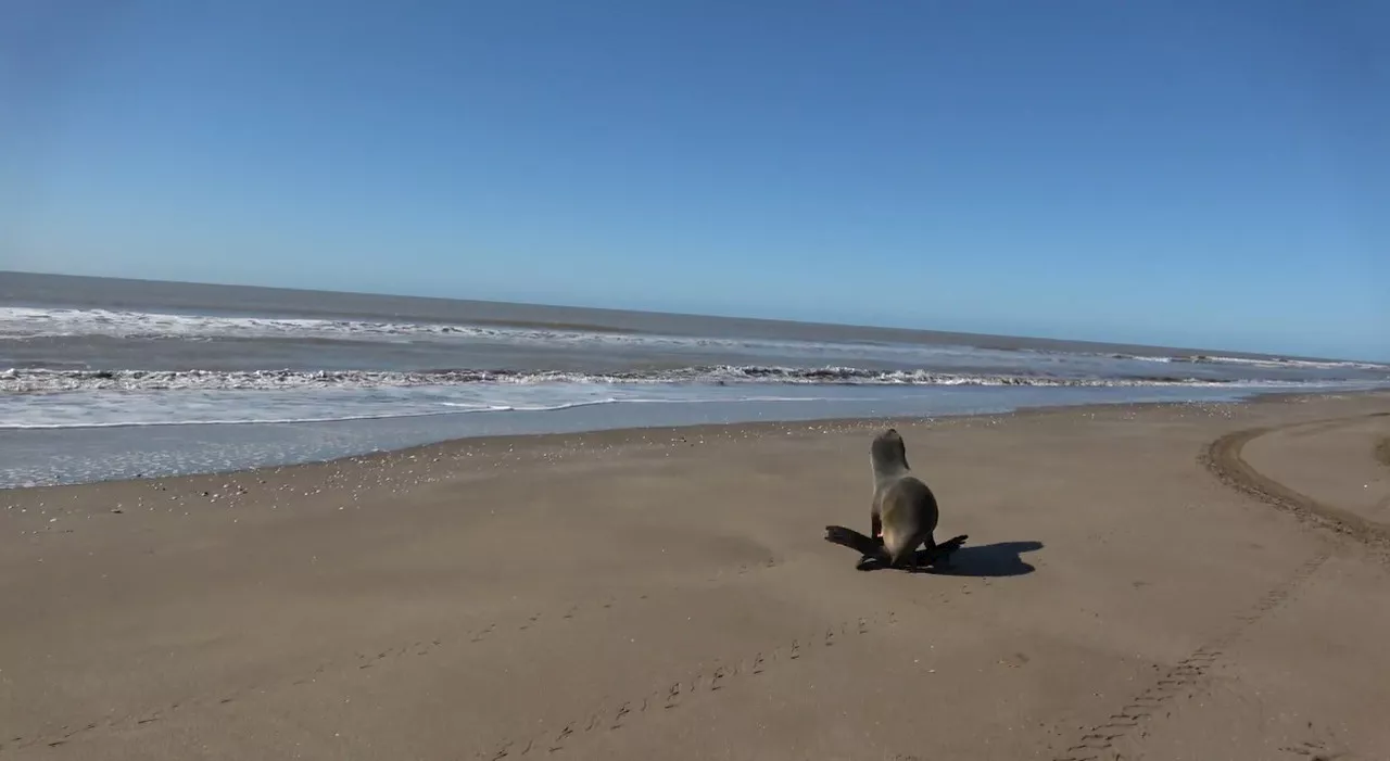 Argentina, lieto fine per il leone marino salvato nelle acque del Delta del Paraná