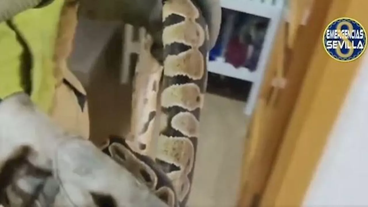 'Llorando': así avisó una joven al ver una serpiente en su casa en Sevilla