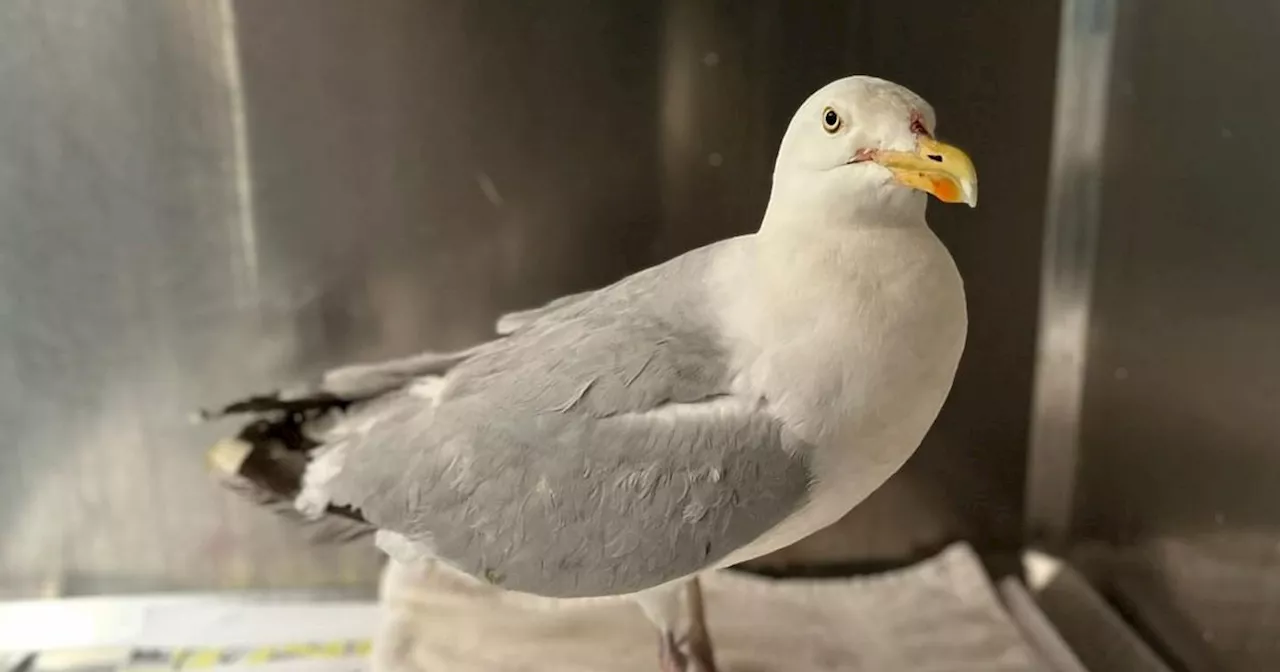 Croke Park seagull update as rescuer tells exactly what happened at All-Ireland