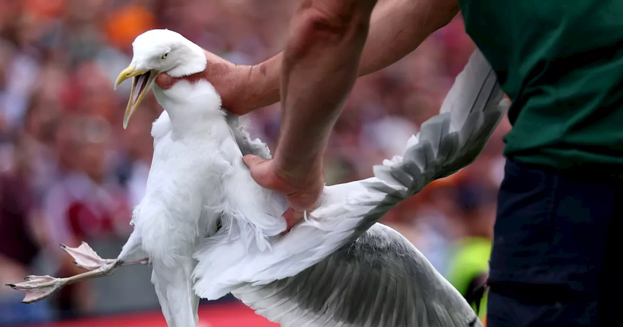 Injured gull rescued from Croke Park during All-Ireland final is ‘doing well’