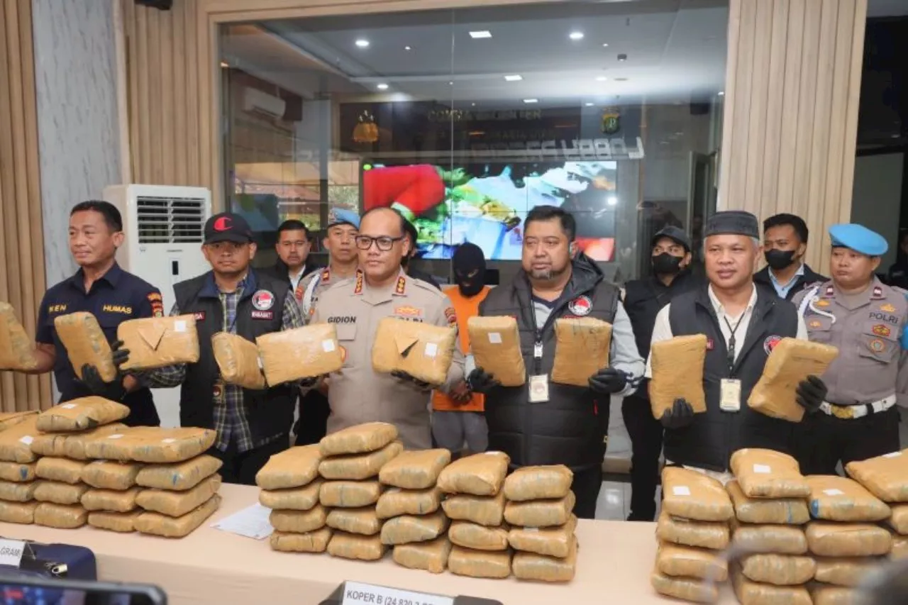 Polres Jakut Menggagalkan Peredaran 77 Kg Ganja, Tangkap 2 Pelaku