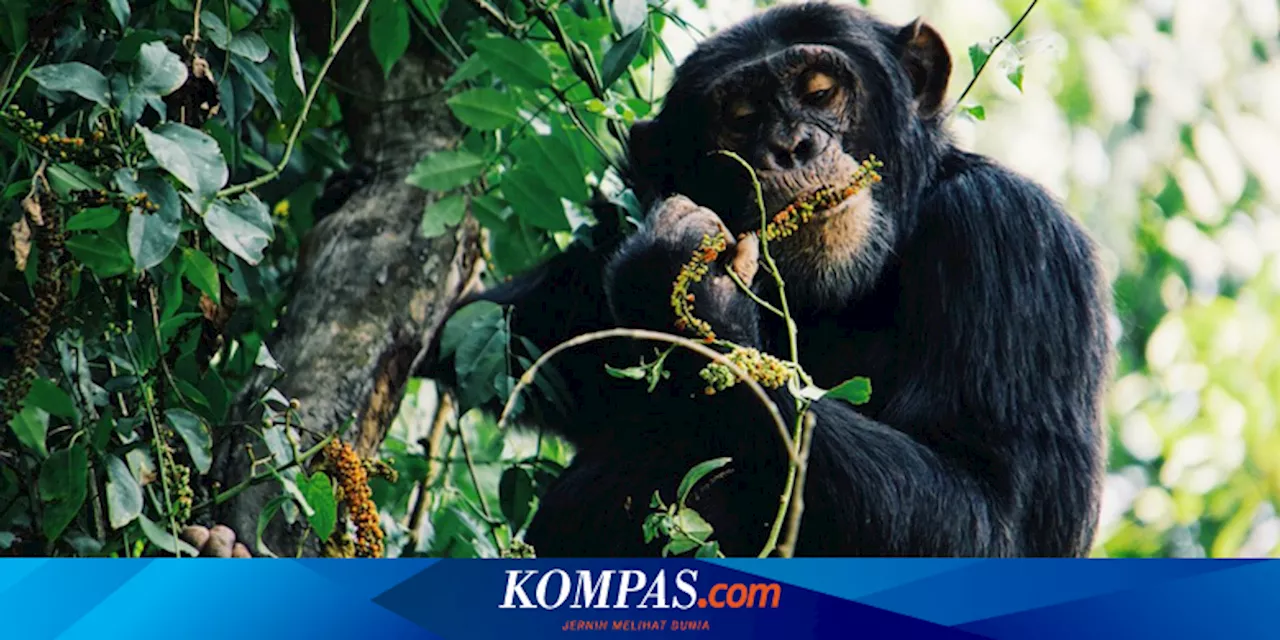 3 Fakta Mengejutkan Simpanse, dari Penghasut Perang dan Suka Daging