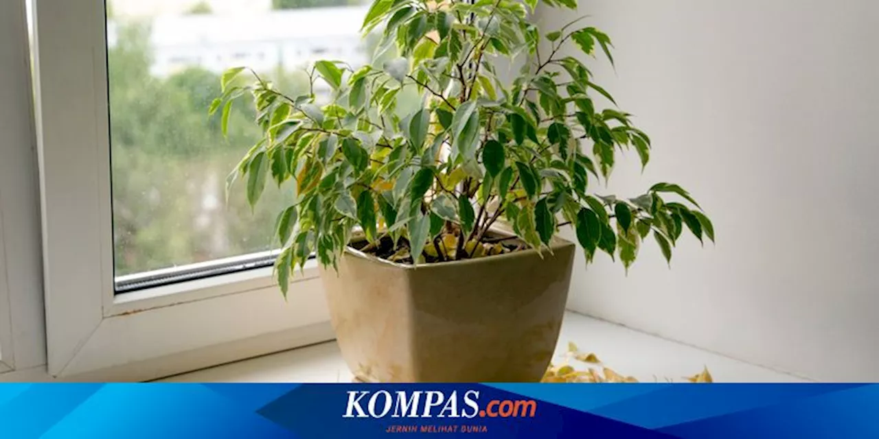 5 Penyebab Daun Tanaman Hias Gosong dan Cara Mengatasinya