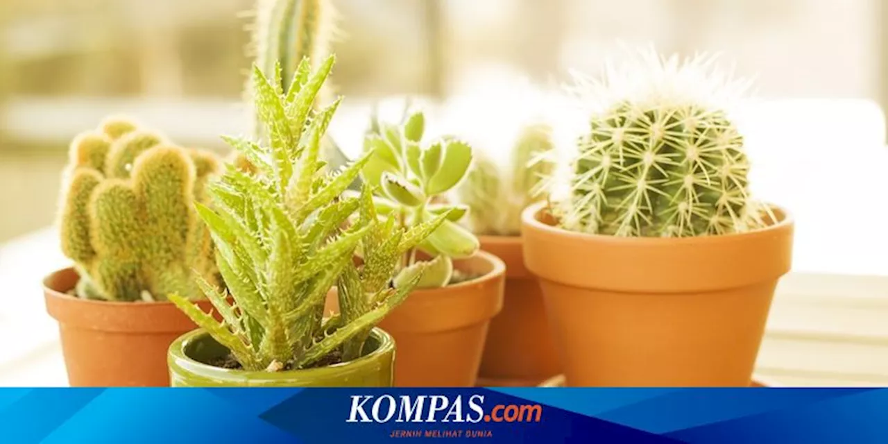 5 Tanaman Hias Berduri yang Bisa Ditanam di Lahan Kering