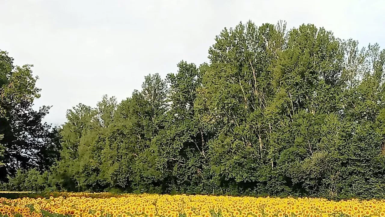 L'Isle-Jourdain. La Randonnée du Tournesol revient