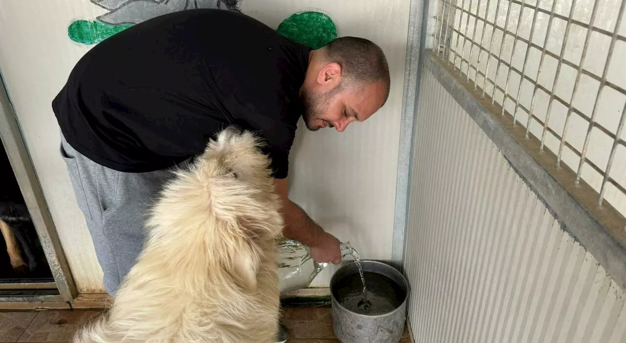 Chef dona l'acqua avanzata sui tavoli del ristorante ai cani randagi: «Ogni settimana ne finiscono 35 litri ne