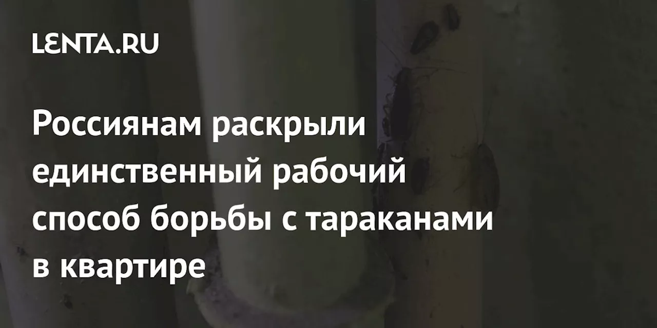 Россиянам раскрыли единственный рабочий способ борьбы с тараканами в квартире