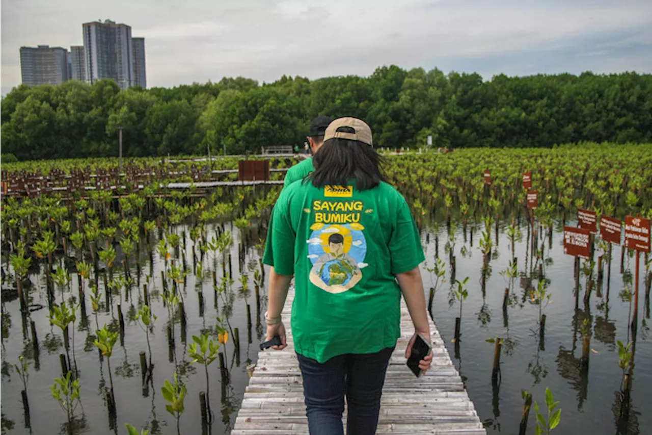 Mangrove Berperan Penting dalam Menjaga Ekosistem Pesisir