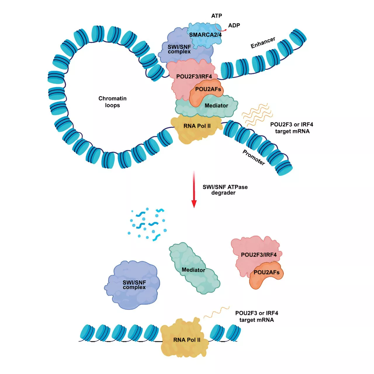 New findings on possible therapies to target oncogenic transcription factors in multiple cancer types