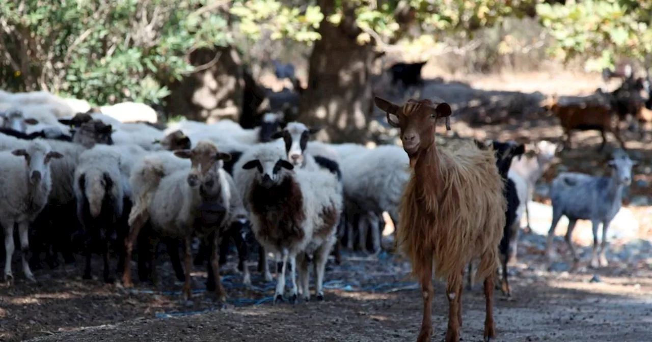 'Goat plague' with 70% mortality rate spreading in animals across Greece