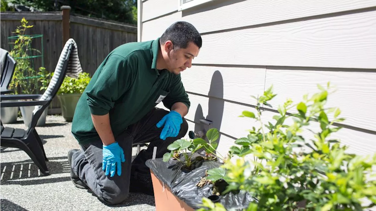 Seattle pest control company pioneers ‘rat birth control’ method