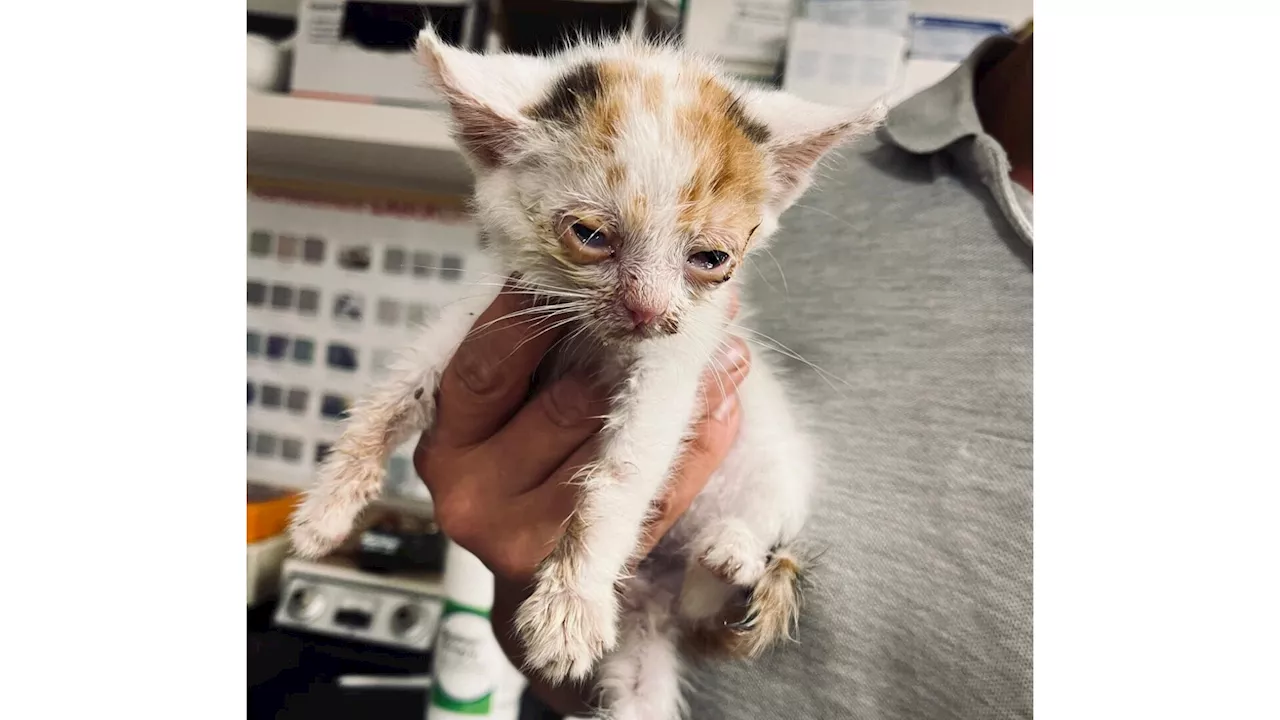 Bezirk Krems: Mangelnde Hilfe für Streunerkatzen?